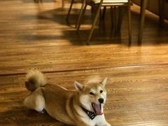 -柴务处·柴犬主题狗咖