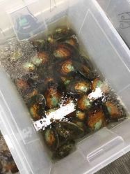 -邵老师打金·黄金加工(大望路总店)