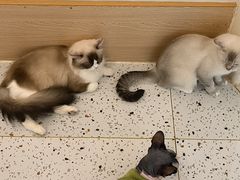 -猫域·湾主题猫咖·宠物吧(南坪城市广场店)