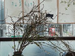 -猫里有甜