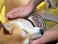 -逗柴咖啡屋·狗咖猫咖宠物桌游
