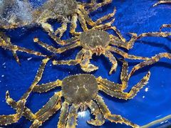 -三亚火车头万人海鲜广场