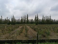 -上海长兴岛郊野公园