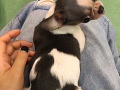 -藦茜花园宠物主题亲子互动体验馆(国顺东路店)