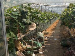 -马陆小张葡萄园农家乐