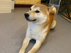 -喜柴咖啡·柴犬狗咖