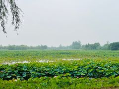 -泗洪洪泽湖湿地景区