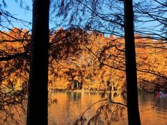 -上海海湾国家森林公园