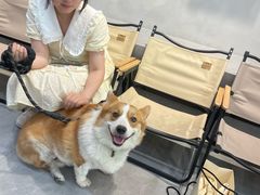 -伟伟宠物医院·CT影像中心·瑞派犬猫综合性门诊(汉口总院)