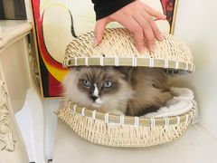 -共舞时光猫咖·狗咖(新街口店)