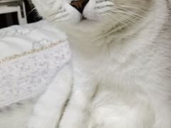 -特一安24小时宠物医院·骨科·中兽医