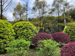 -铁山坪森林公园