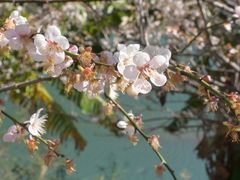 -广州市流溪河国家森林公园