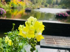 -深圳仙湖植物园