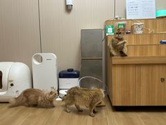 -唐小姐の私宠·宠物洗护美容·撸猫馆·购宠(周浦万达旗舰店)