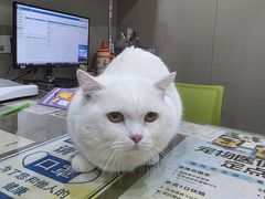 -四月宠物医院·猫专科·心脏专科·内科(转塘店)