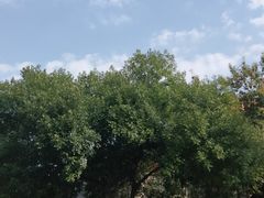 -好利来(槐中店)
