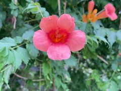 -双季花艺园艺市场(浦东店)