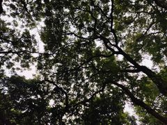 -张坝桂圆林公园