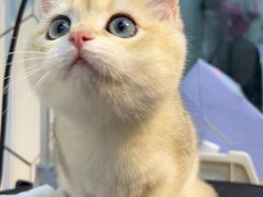 -萌兽医馆·眼科·异宠专科(三里屯店)
