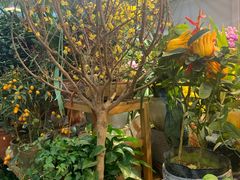 -双季花艺园艺市场(浦东店)