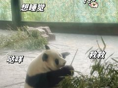 -上海野生动物园