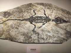 -国家自然博物馆