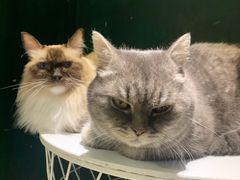-猫儿山۰猫主题餐厅