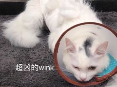 -创凡宠物医院·骨专科  猫科中心(西乡分院)