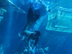 -海棠湾洲际-涛·海底餐厅·美人鱼·自助餐·海底隧道