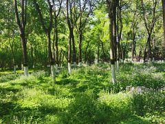 -大兴滨河森林公园