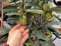 -府学·秋果S酒店(北京南锣鼓巷四合院店)