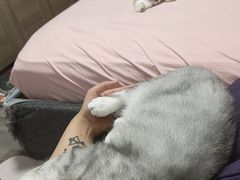 -瑞派福兴宠物医院犬猫全科·骨科·中西医结合(河东店)