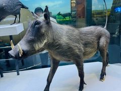 -国家自然博物馆