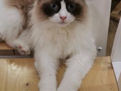 -李小姐の猫咖啡馆(五角场店)
