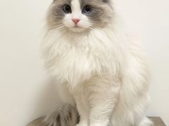 -Bastet sally猫舍购宠(静安店)