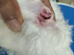 -佳雯宠物医院·皮肤科·内外科(春晓路分院)