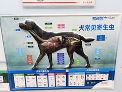 -瑞派·关忠动物医院·异宠专科·犬猫肿瘤·皮肤专科(望京店)