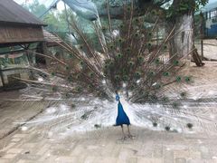 -武汉紫薇都市田园