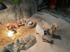 -绿色星球动物主题公园