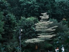 -深圳仙湖植物园