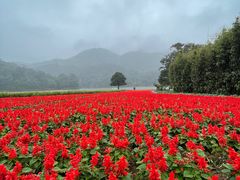 -广州市石门国家森林公园