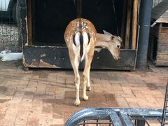 -大鹅岛绿色生态美食园