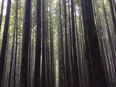 -山王坪喀斯特国家生态公园