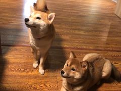 -柴务处·柴犬主题狗咖