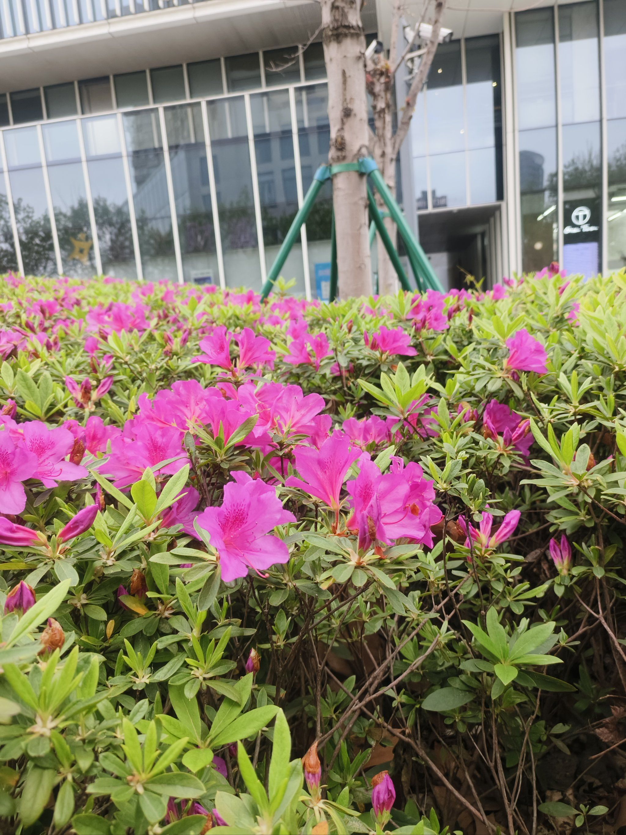 🍃城市公园图鉴丨这种粉色花花开的真好
