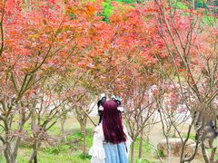 -广州市帽峰山景区