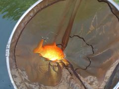 -酷鱼垂钓CLUB(朝阳区博大路店 )