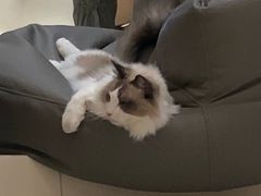 -飞行喵MR PILOT|猫舍·猫咖(静安大融城店)