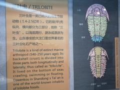 -烟台自然博物馆